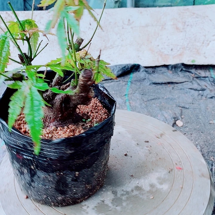 完全开放枫树山红叶