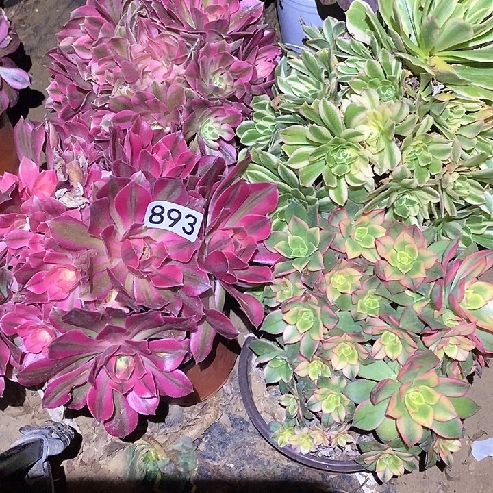 热*多肉植物法师893法师4颗