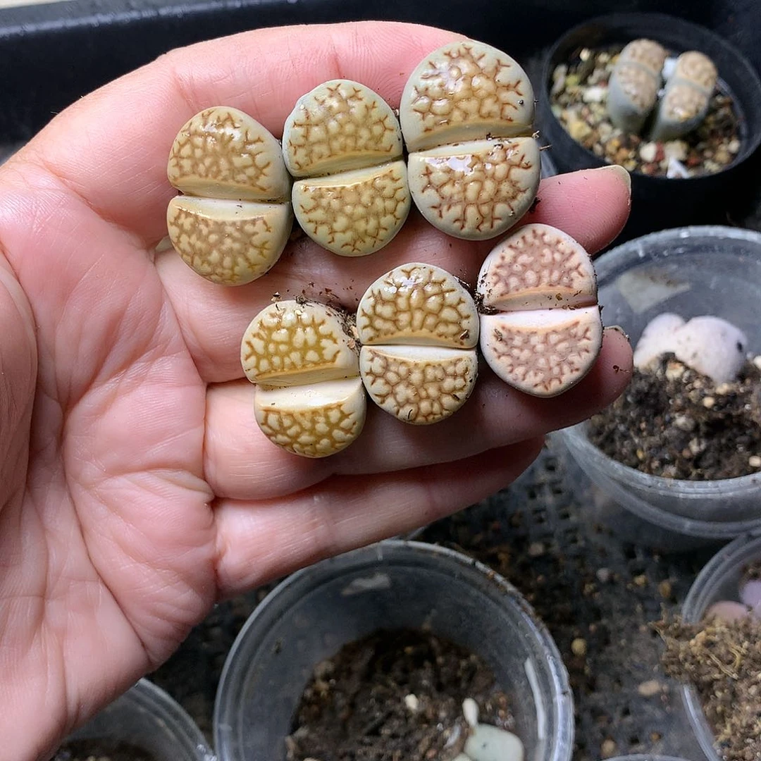 D127多肉植物保护