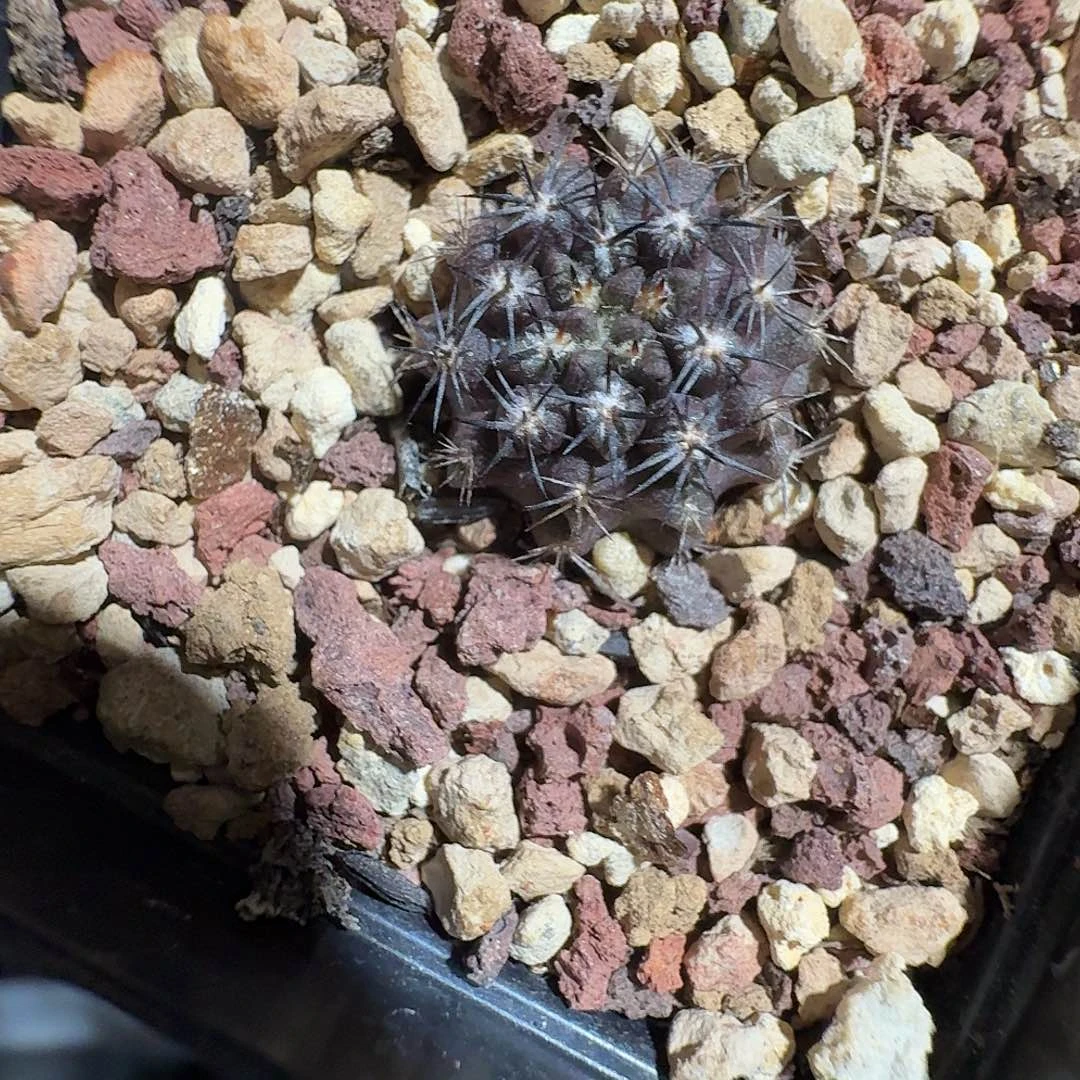 实生雾之城脱土发货