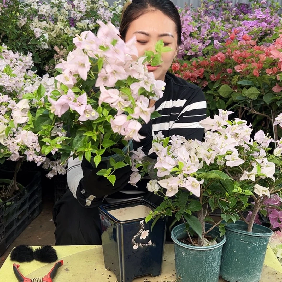 大部分花苞少量开放苹果花掌中宝一颗