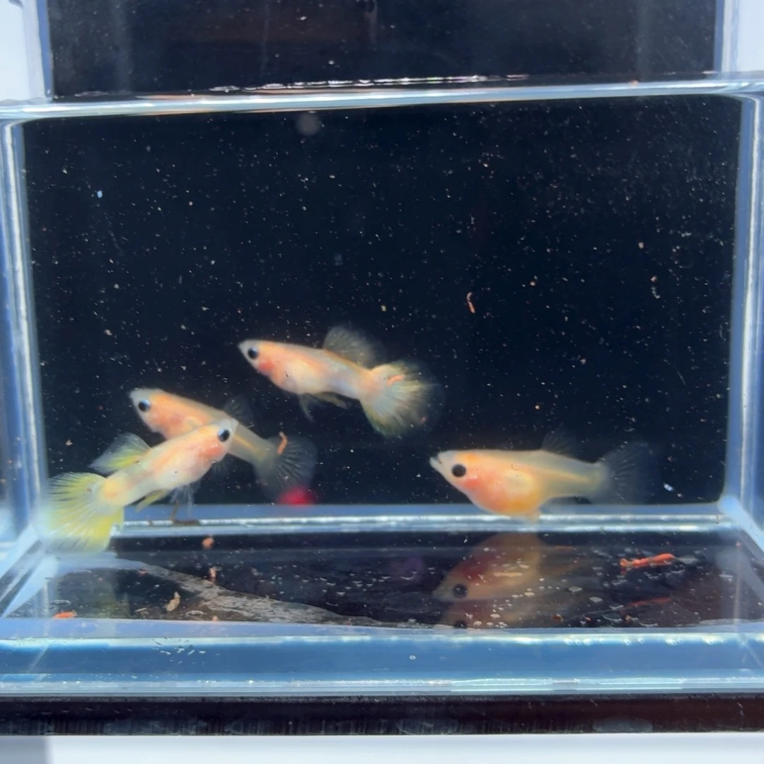 孔雀鱼幻彩粉猫两对黑纱(27)
