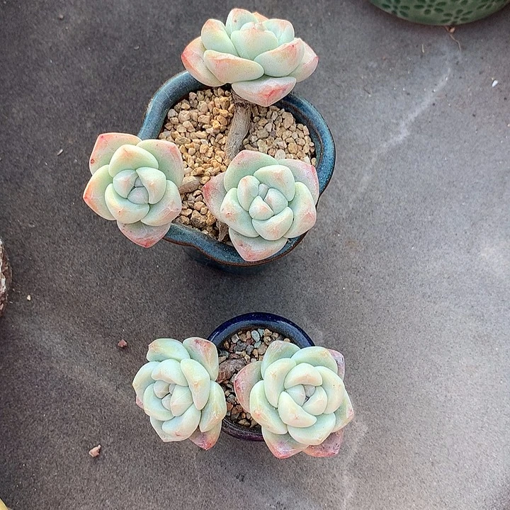 一物一拍，冰玉老庄2颗带盆