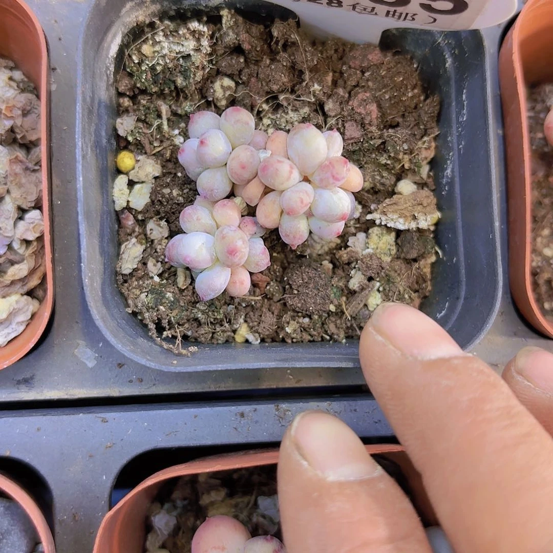 A485萤火虫一物一拍