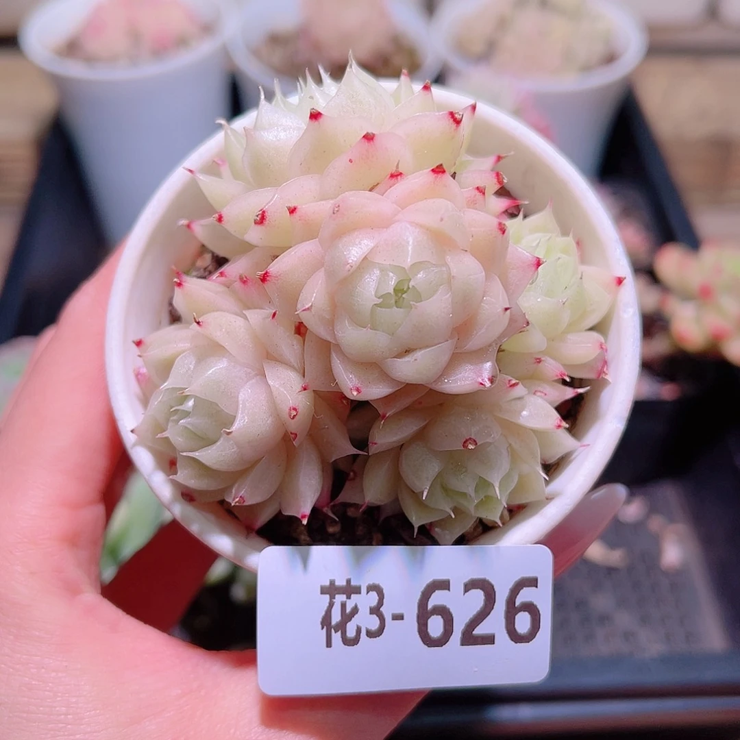花利美3-626麦秆 微瑕