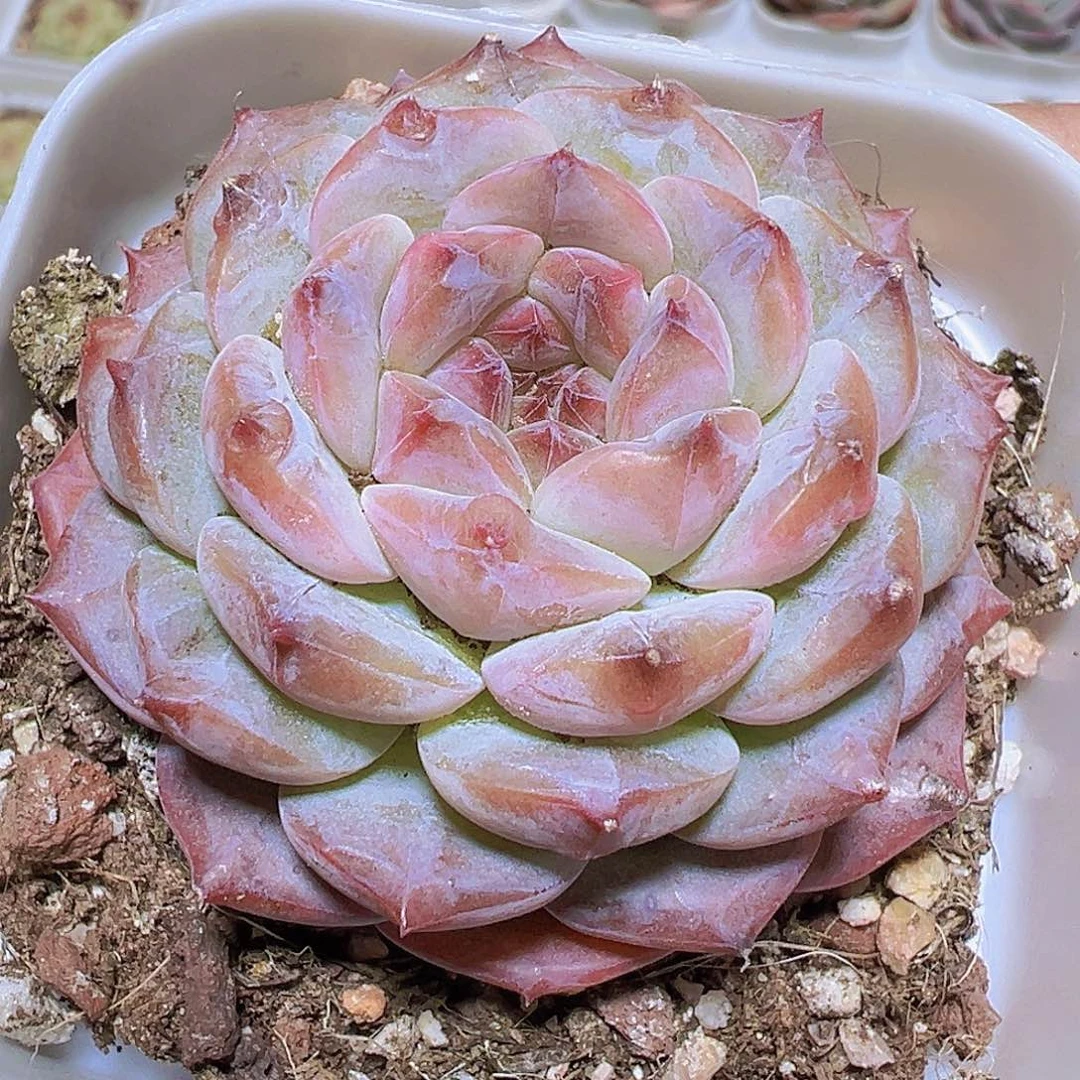 云塔19包邮多肉植物