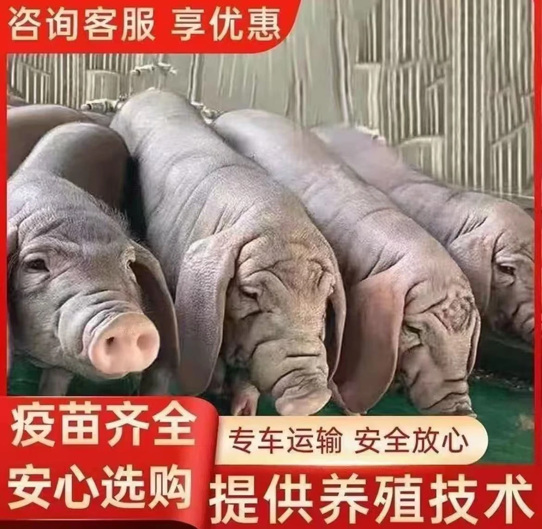 太湖种猪猪仔大猪