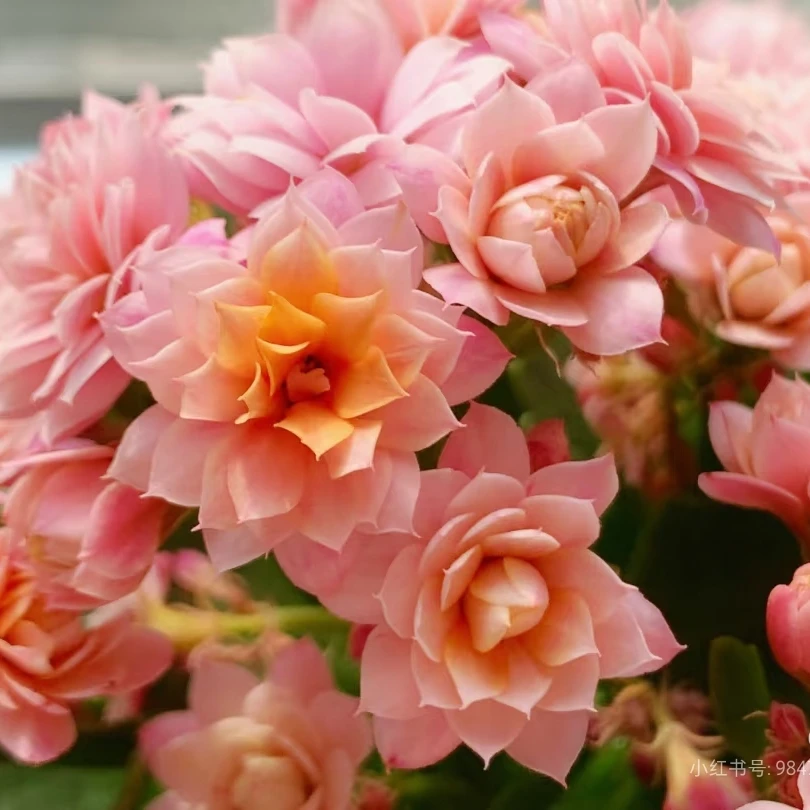 【人面桃花】110盆长寿花