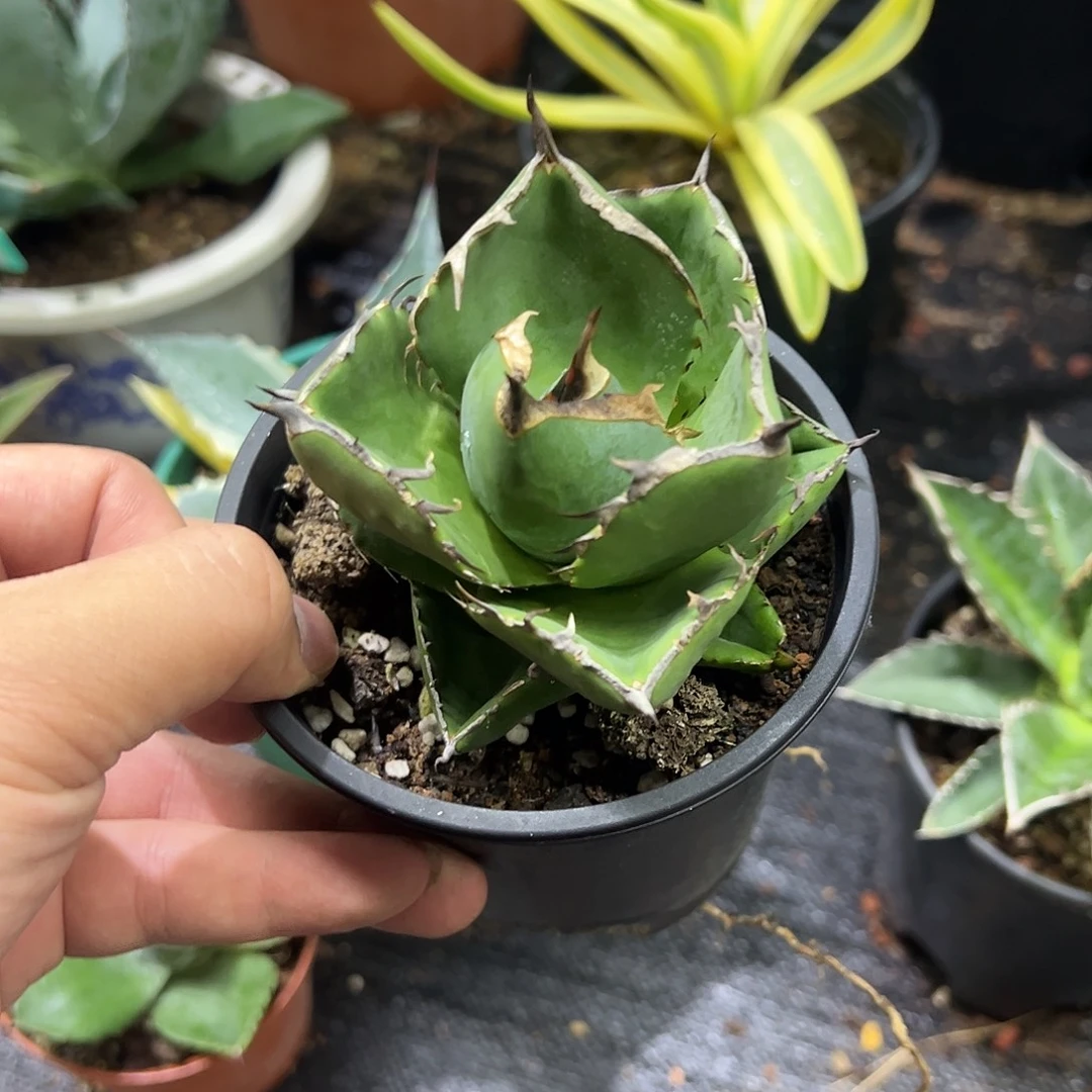 圣剑仁王冠龙舌兰