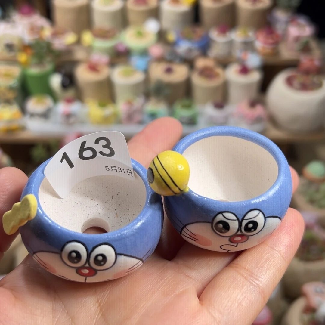 ❥****゛多肉植物166号种莱斯