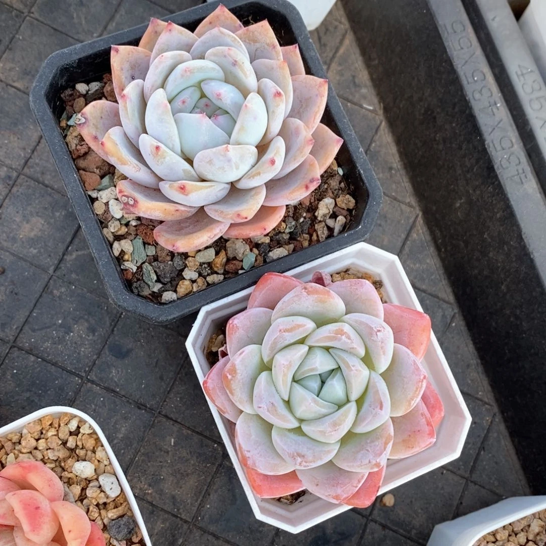 精品多肉一物一柏39