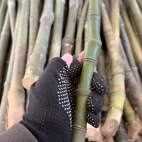 麻***死实心竹竹竹竹竹竹竹竹竹