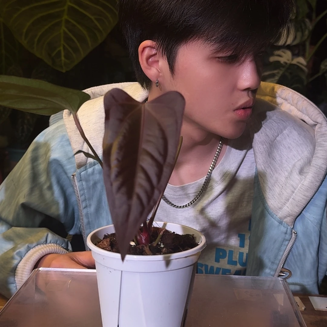 不开花植物D01希尼亚杂波特
