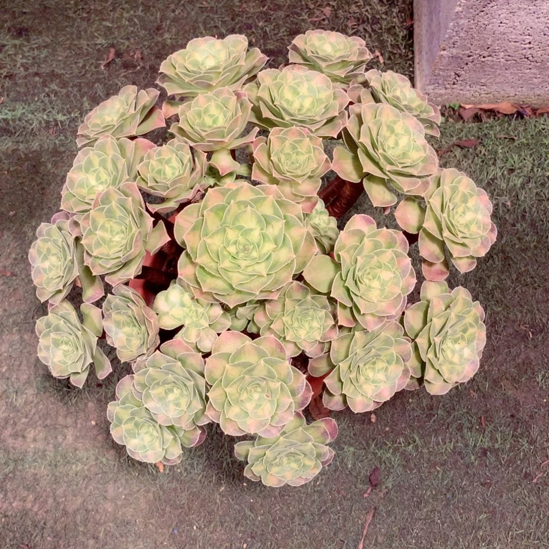 厚叶韶华，多肉植物