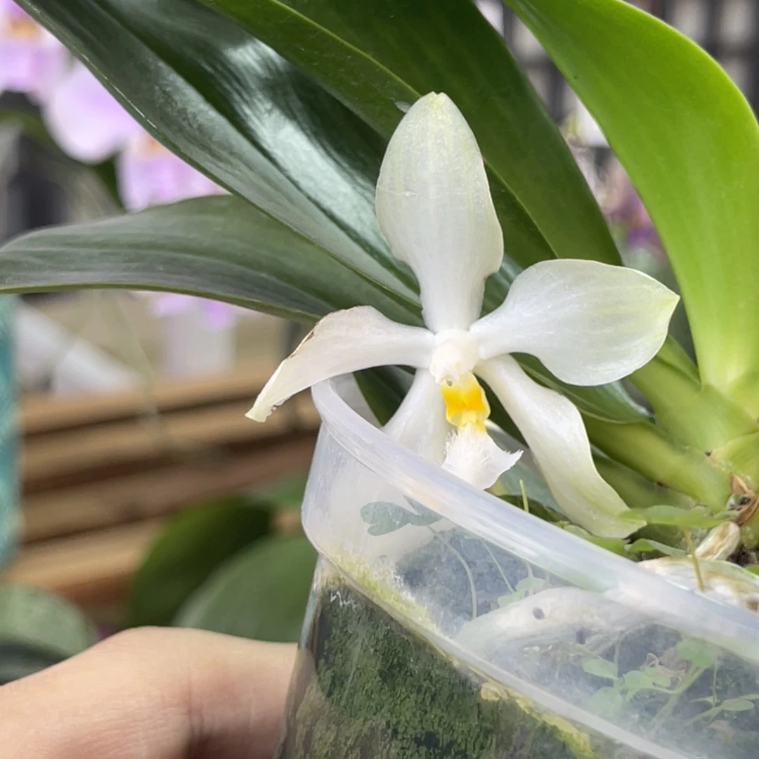 完全开放SWR米库氏-1353-馒头味