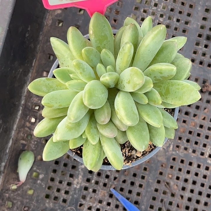 多肉植物橙色奇迹250