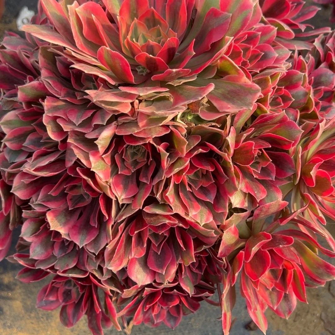 枢***裔1.3-23女妖多肉植物