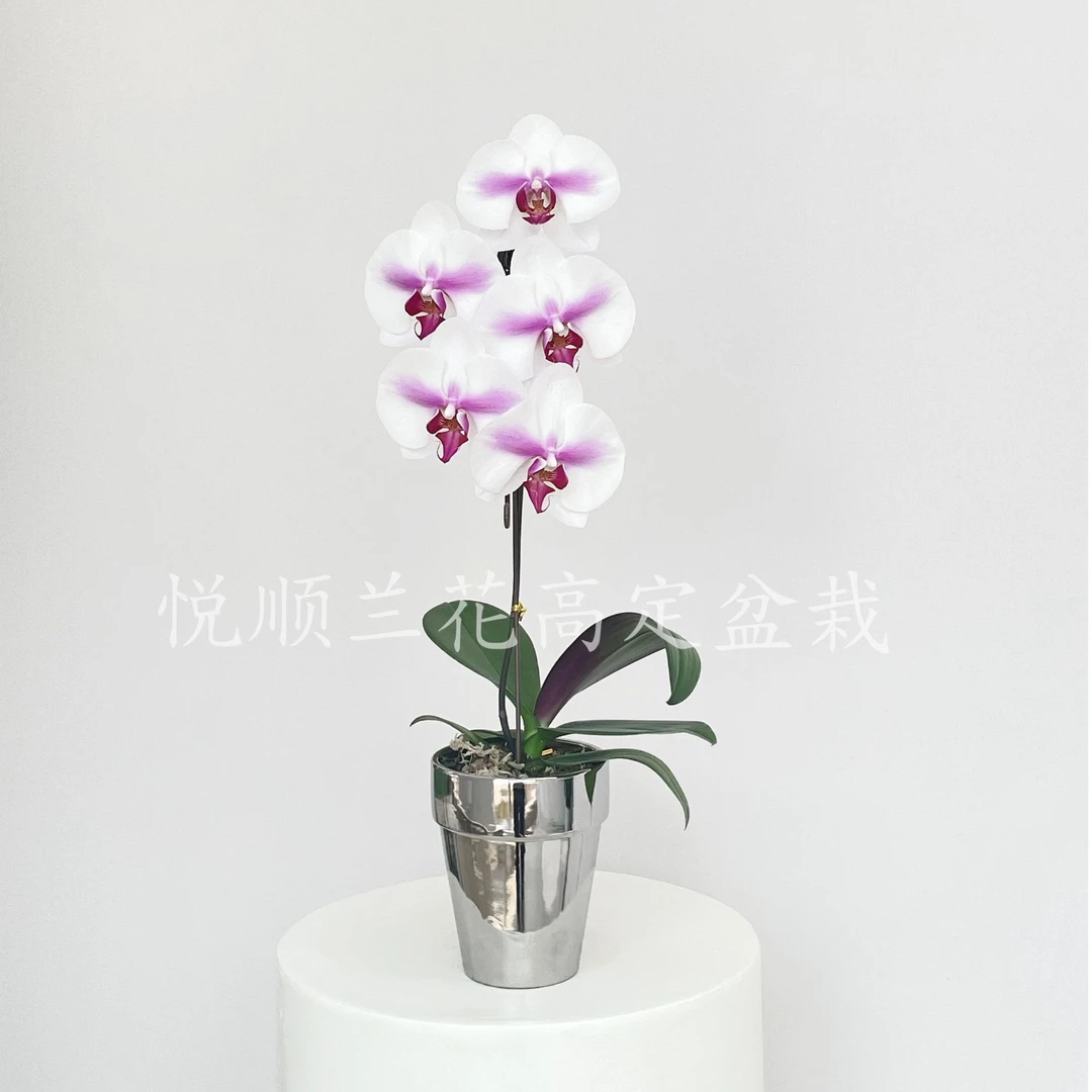 00193 蝴蝶兰 婚纱 绿植花卉 叶片自然开裂 桌面花 鲜花 盆栽