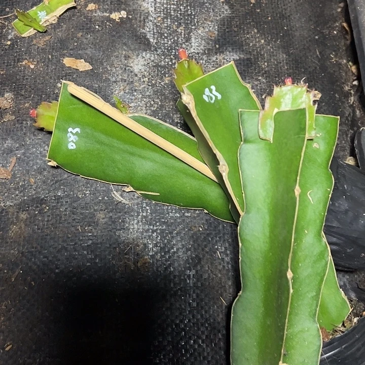 083嫁接单片小苗一颗18.8