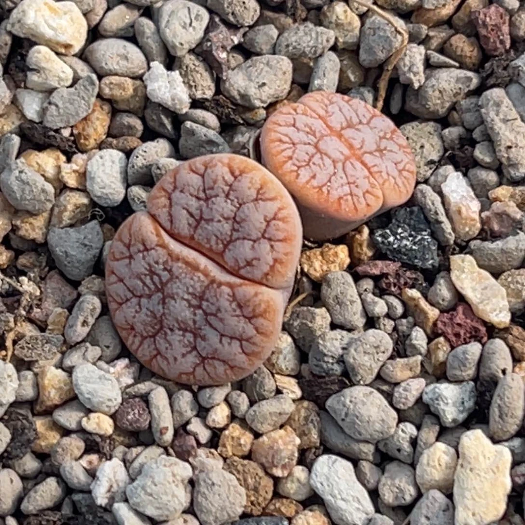 有**风2929双头铁一颗专拍