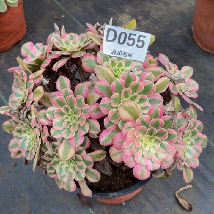 瑞妈多肉植物，055粉铜