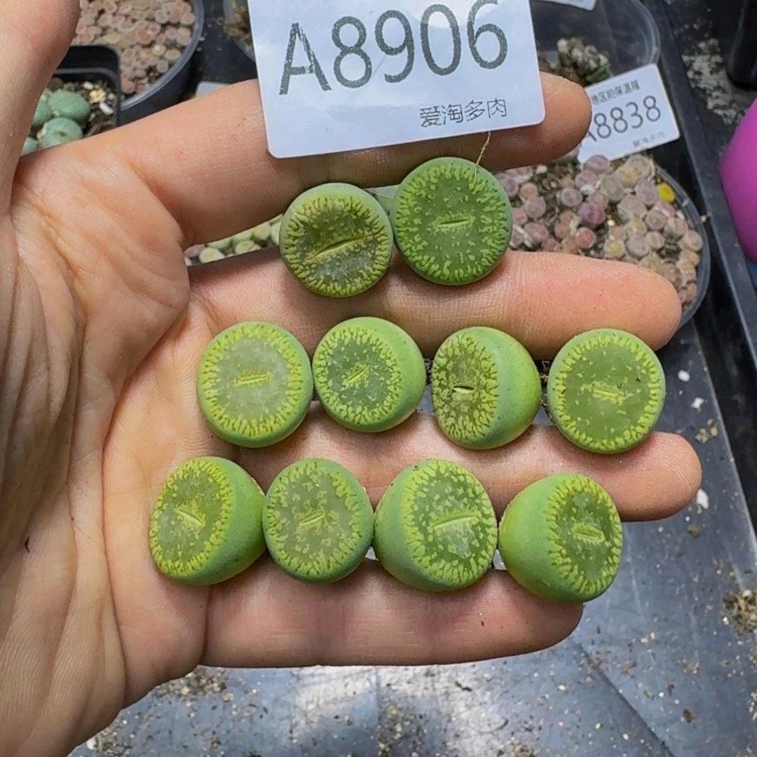 8906––零下地区需拍保温箱