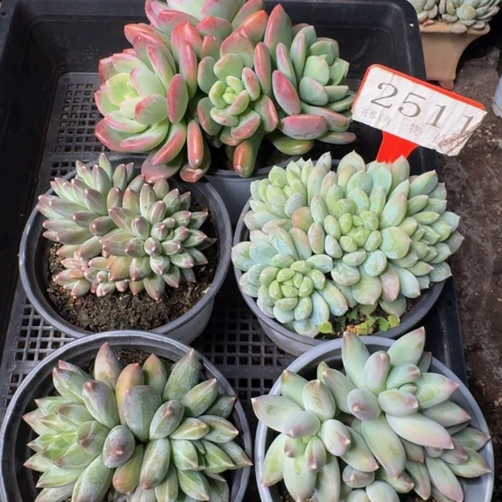 2511多肉植物一物一拍