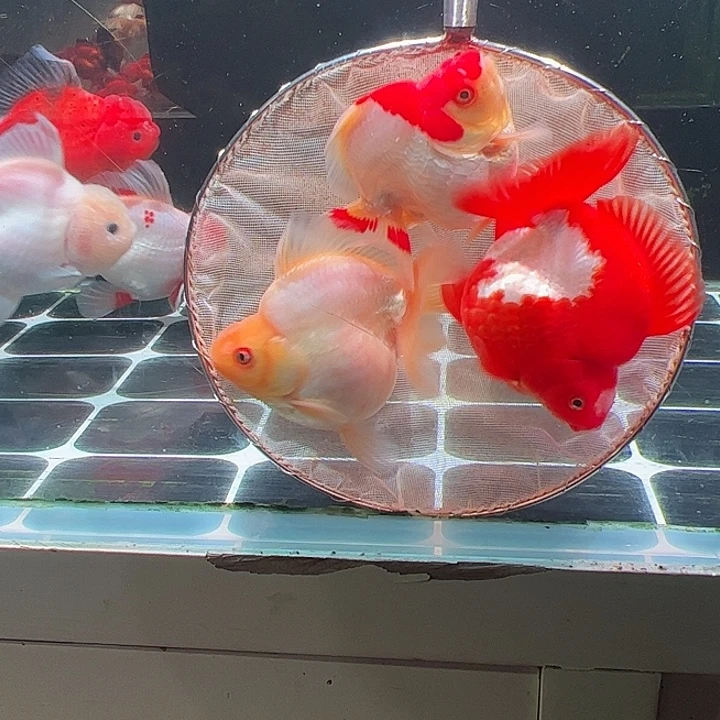 金鱼百褶泰师亚成46