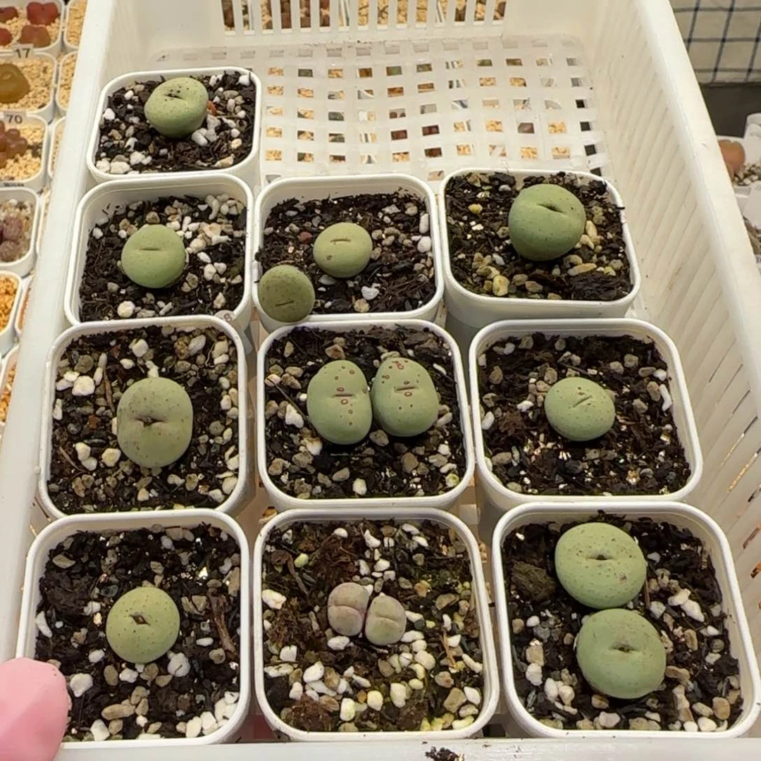 肉*肉锥多肉植物百科-385