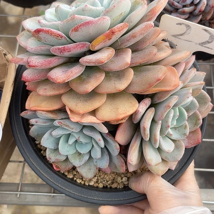 两单包邮，一物一拍，22三色骆玛杂交