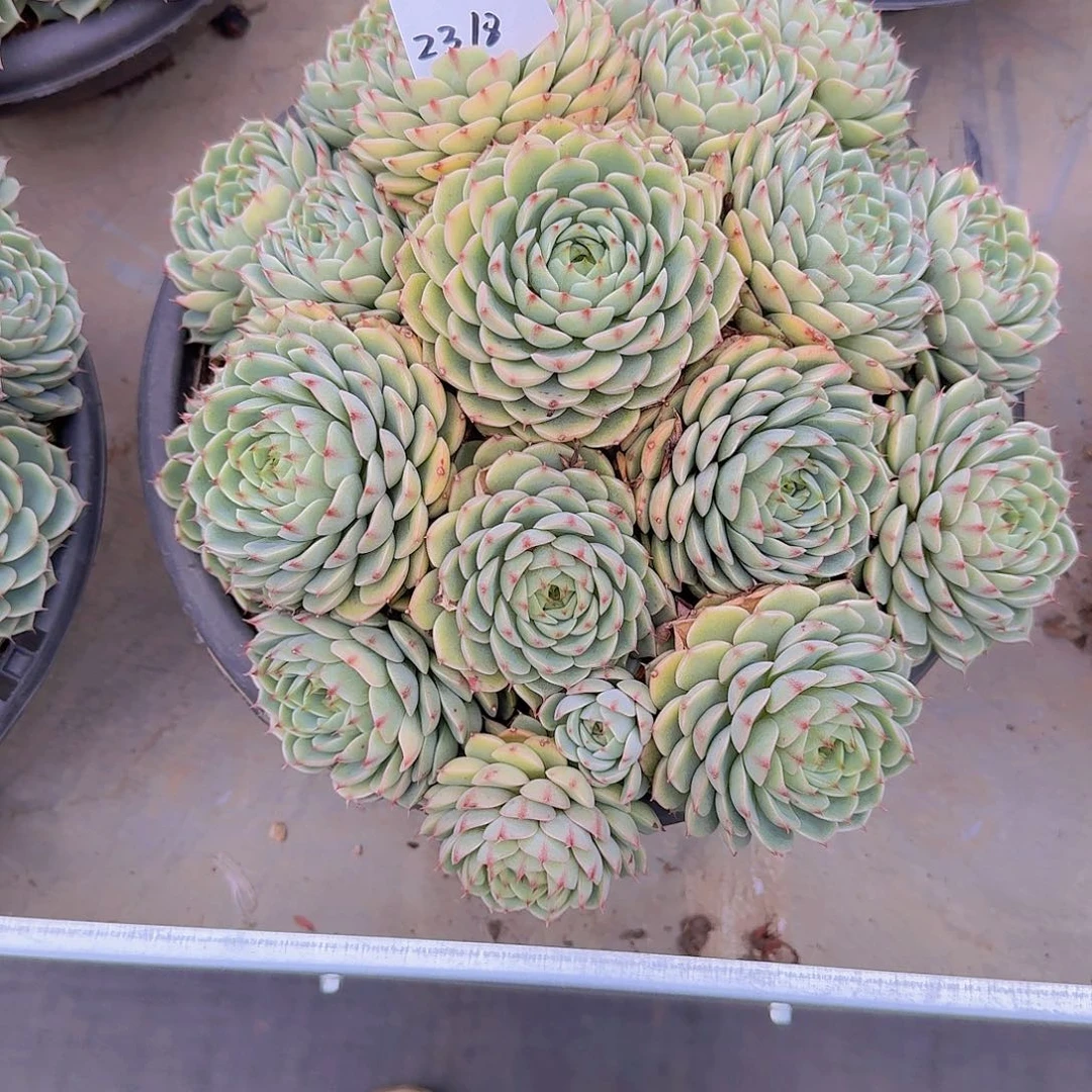 胖***子2318本吧多肉植物