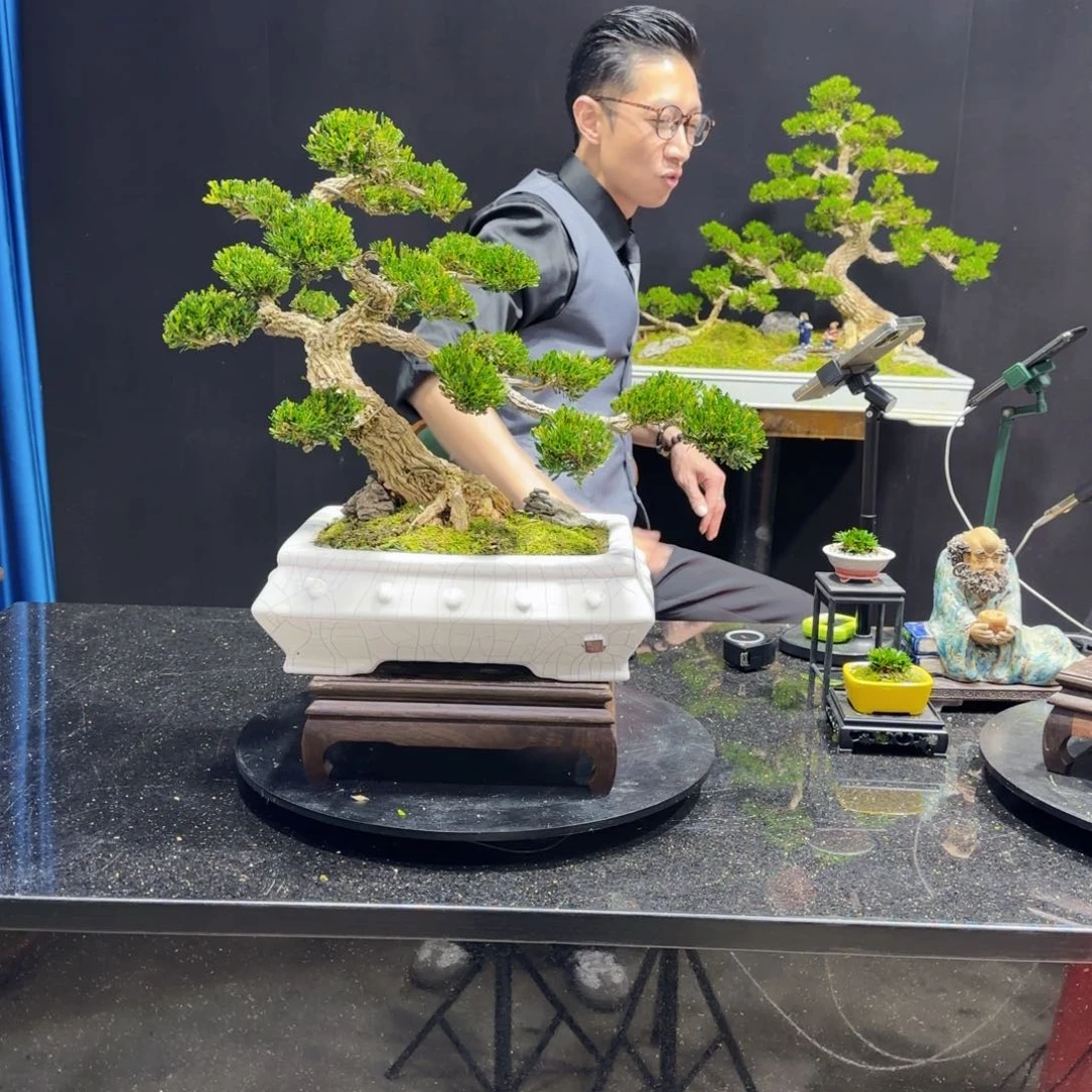 郑*黄杨室内室外盆景艺术