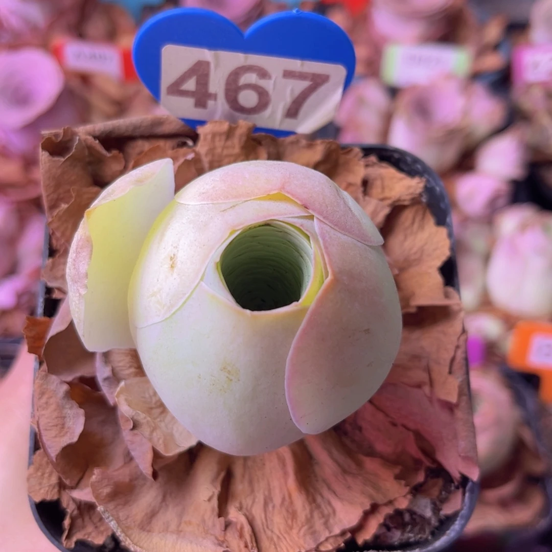 山地玫瑰一物一拍467
