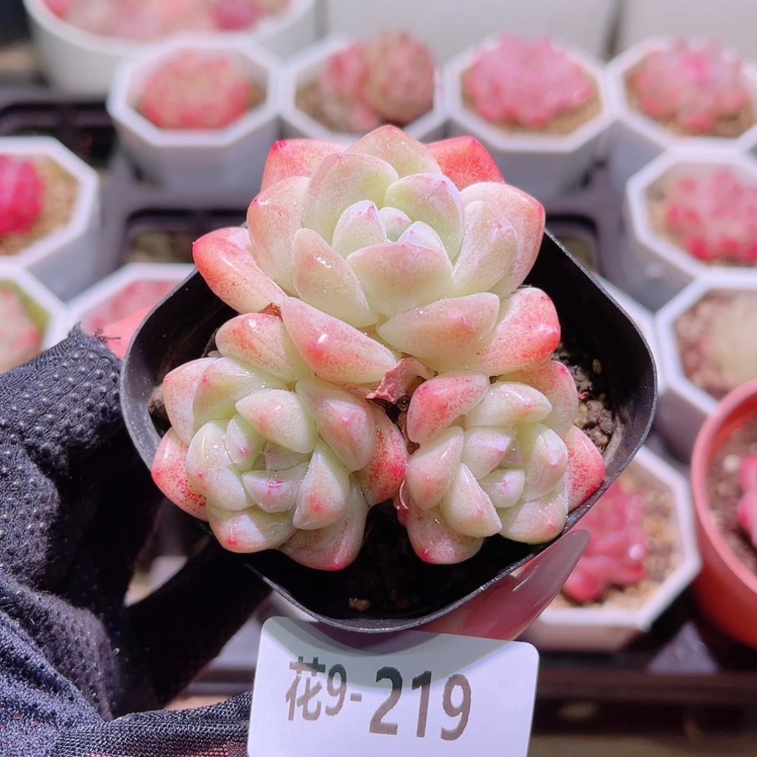 花利美9-219冰玉