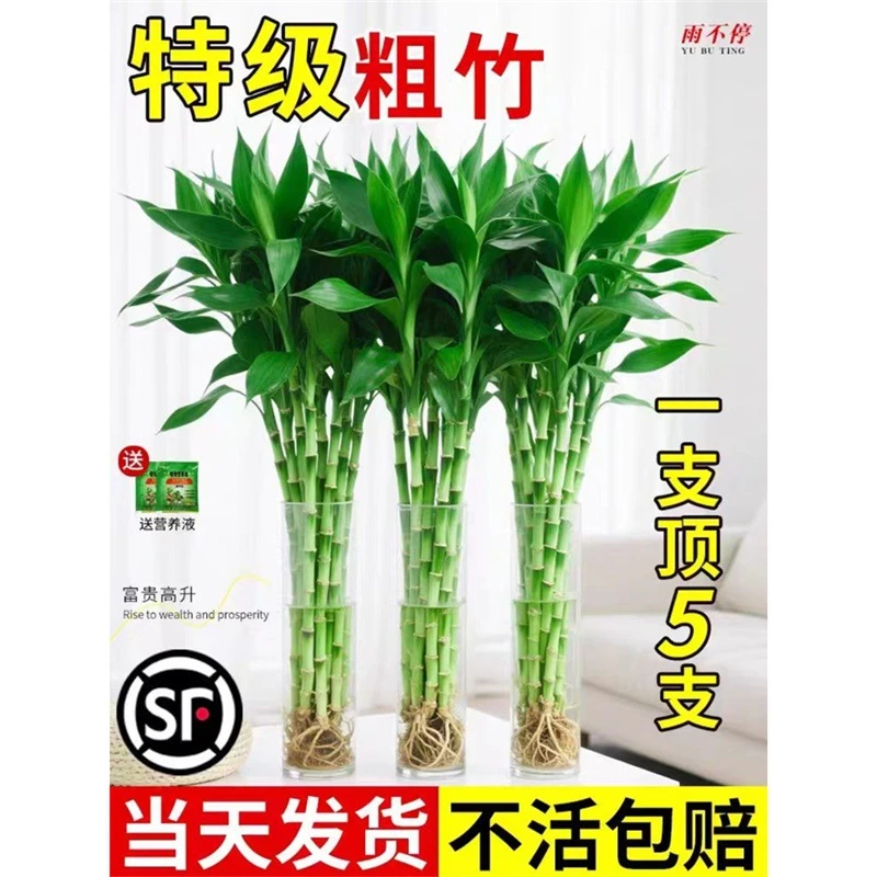 带根富贵竹竹子水培植物室内客厅好养粗杆节节高绿植室内绿植盆栽