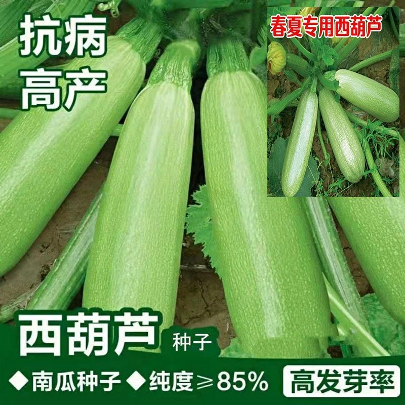 早青一代西葫芦种子角瓜种籽占瓜菜茭瓜西湖瓜种子四季高产种子