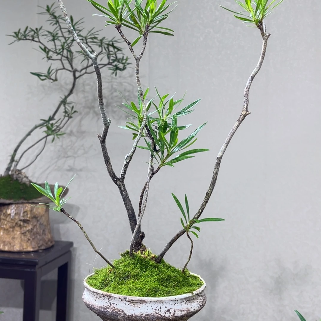 【***】无花朵125686765952986858