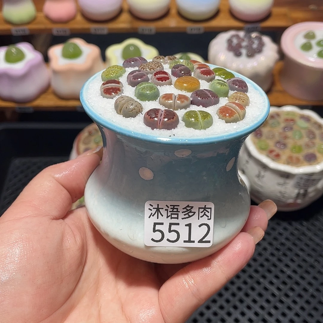 带盆土植物 一物一拍5512