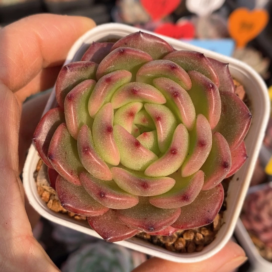 精品多肉一物一拍不包整337