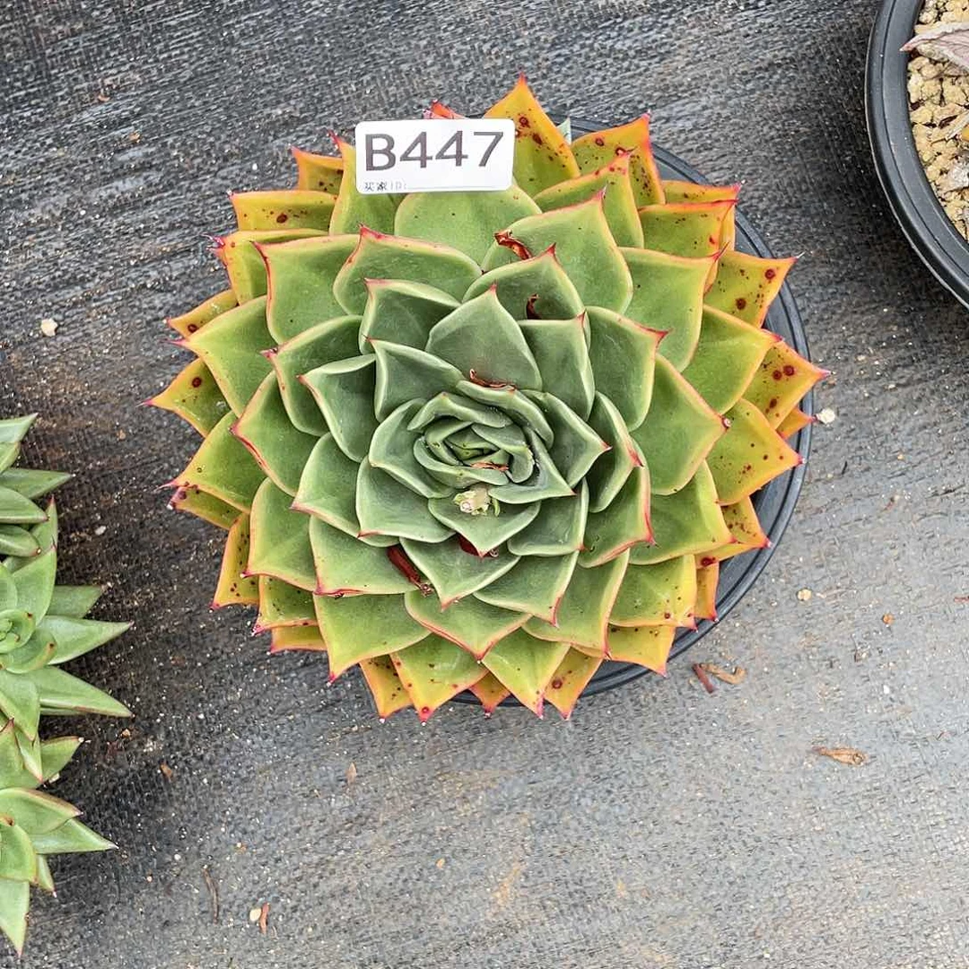 若如东云单拍B447