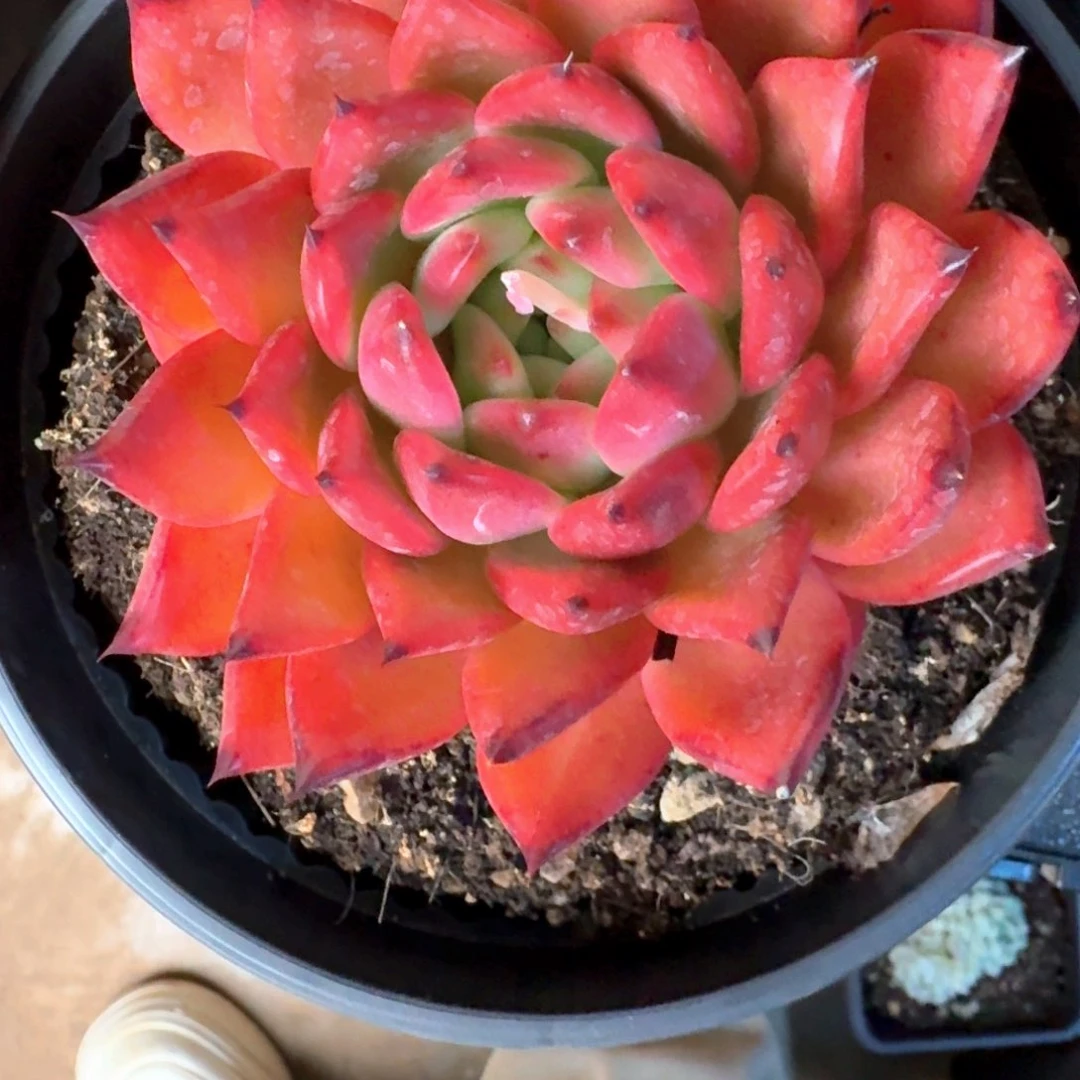 专拍链接多肉精品单头