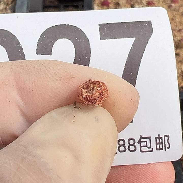 无花朵魏927个小红嘴种子