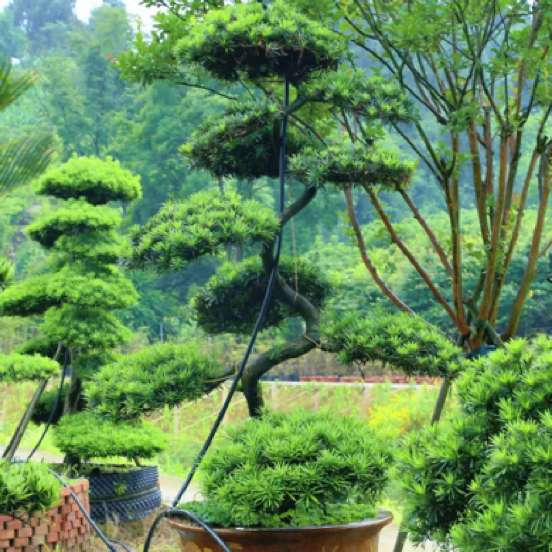 罗汉松大小型庭院树