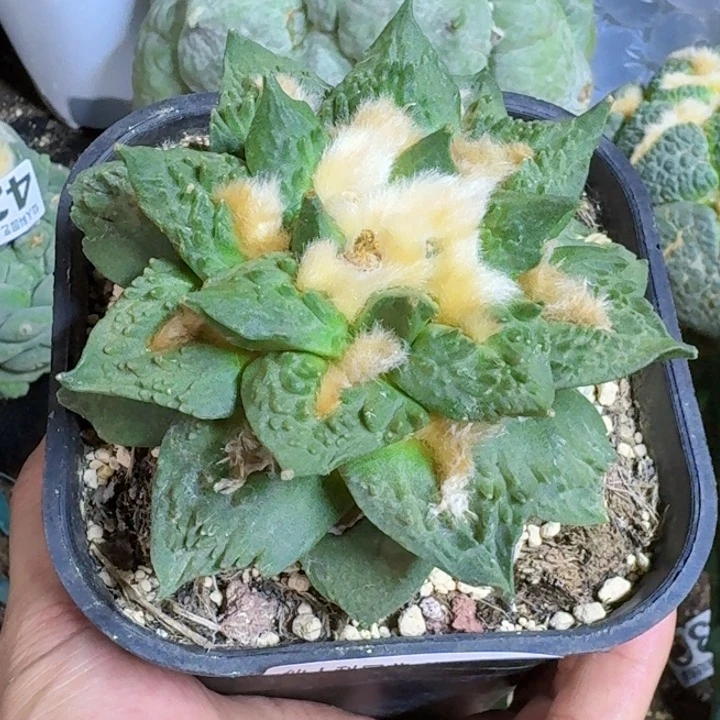 无花朵那***好福利自根牡丹424