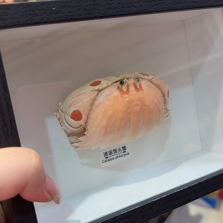 真实逍遥馒头蟹标本