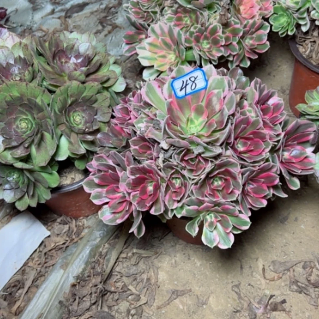 【闪购商品】粉妖月48