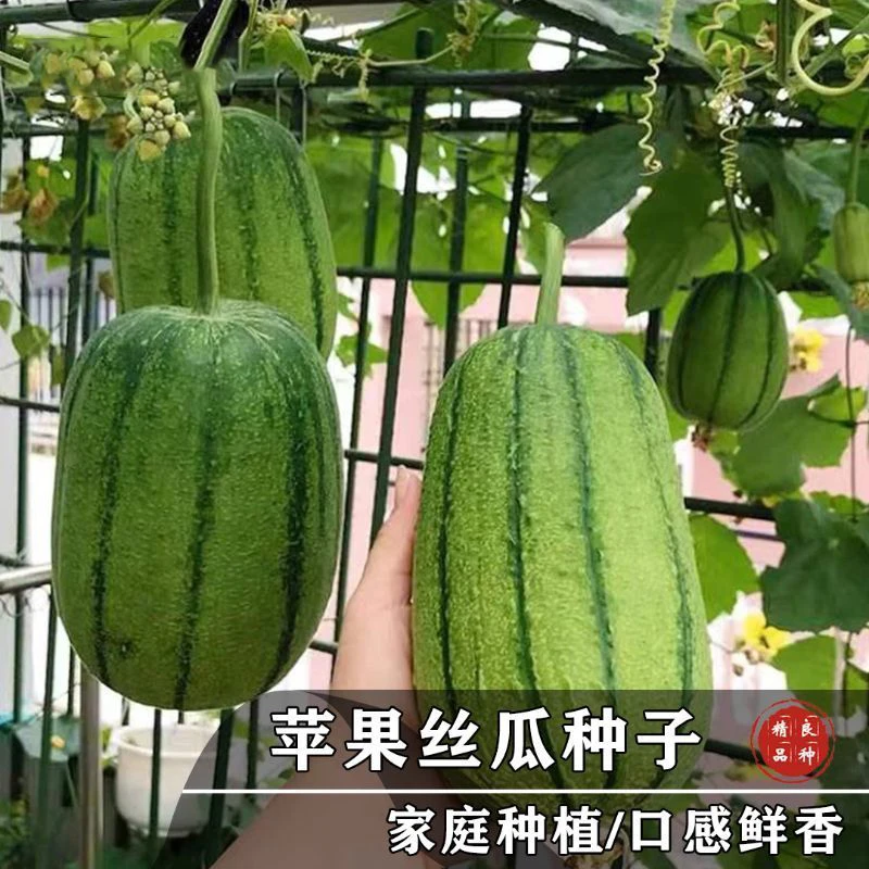 苹果丝瓜种子菜瓜种籽盆栽籽种家庭 种菜播种蔬菜菜籽四季种籽孑