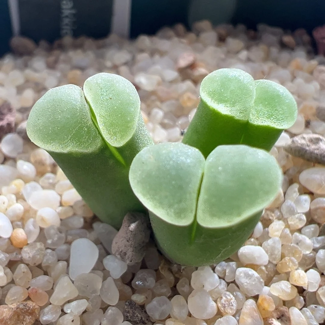 1209/pub稀有翡翠绿翻窗。 白绒窗。