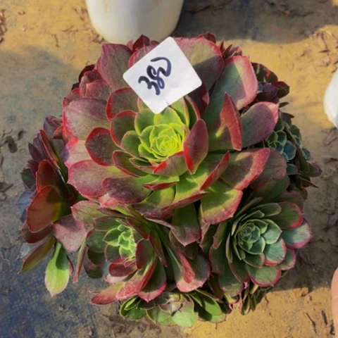 青樱阴阳多肉植物380多肉