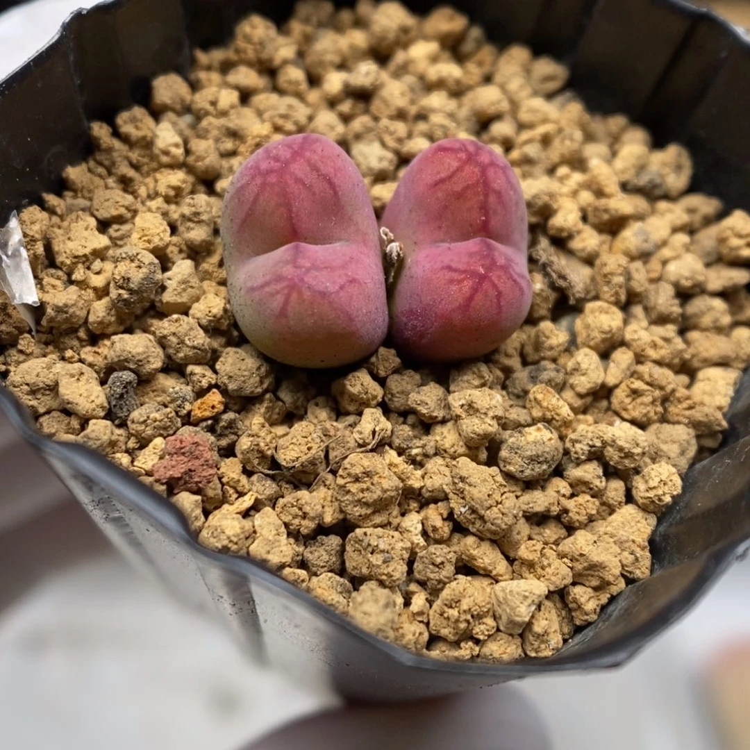 多肉植物肉锥杂交K-5621 蜜桃杂